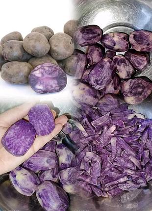 Фиолетовый картофель. солоха