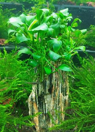 Аквариумное растение анубиас нана петит anubias barteri var. nana petite. маточный куст. на древесном камне.