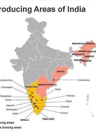 Робуста индия черри 1 кг. india cherry 2