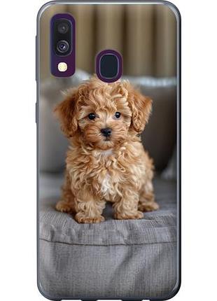 Чехол на samsung galaxy a40 2019 a405f mini-maltipoo из пластика fch_0141136