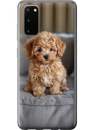 Чехол на samsung galaxy s20 mini-maltipoo из силикона fch_0141088