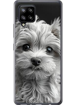 Чехол на samsung galaxy a42 a426b мальтипу на черном фоне из пластика fch_0141619