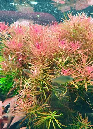 Ludwigia inclinata var. verticillata 'meta' - meta ludwigia (людвигия инклината мета)