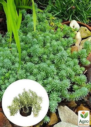 Сукулент очищення скальний відігнутий блю-спрус "blue spruce"
