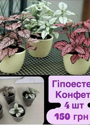 Гіпоестес конфеті