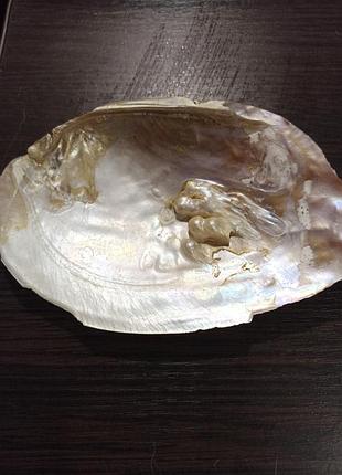 Морская жемчужная раковина.