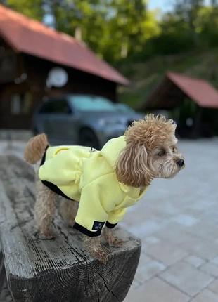Худі lemon digi dog для собак із кишенею.