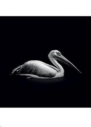 Постер в раме nicolas evariste (pelecanus) 40 х 40 см