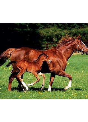 Постер "mare & foal" 61 x 91,5 см