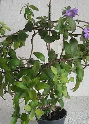 Руелія ruellia