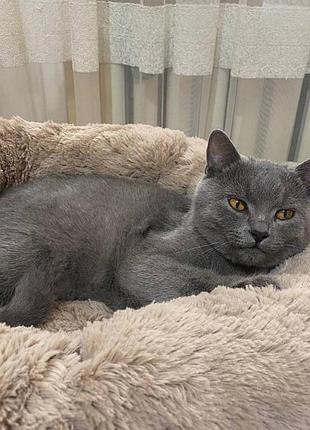 Лежанка для кошек и собак «ворс» xl (70см), капучино
