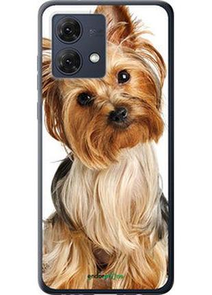 Чехол на motorola moto g84 йоркширский терьер с хвостиком "930u-3344-2448"
