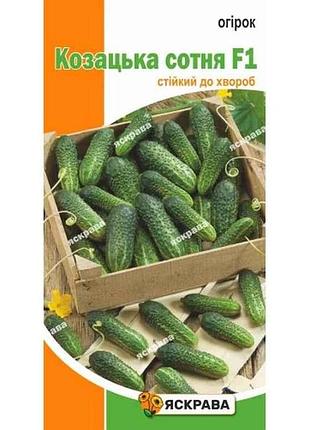 Огірок козацька сотня f1 (20 пачок) 0,5г тм яскрава