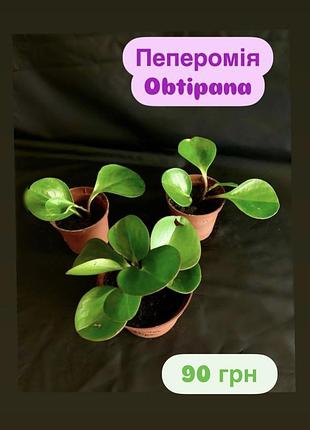 Пеперомія obtipan 🌺