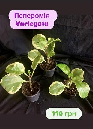 Пеперомія variegata