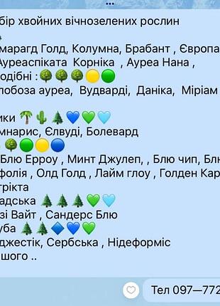 Вічнозелені хвойні рослини 8