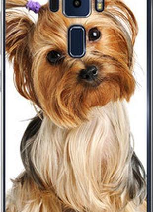 Чохол на asus zenfone 3 ze552kl йоркширський тер'єр з хвостиком "930u-448-2448"