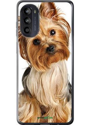 Чехол на motorola moto g52 йоркширский терьер с хвостиком "930u-2691-2448"