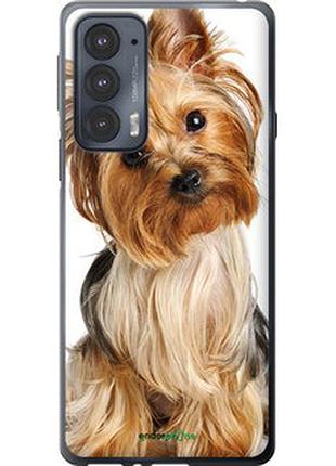 Чехол на motorola edge 20 йоркширский терьер с хвостиком "930u-2497-2448"