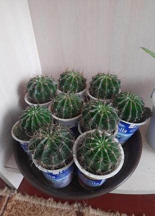 Комнатные растения кактусы 2