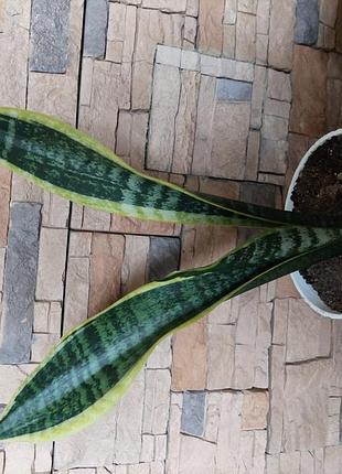 Сансивиерия лауренти, санса с желтой каймой, с маленькой деткой, sansevieria trifasciata 'laurentiii'