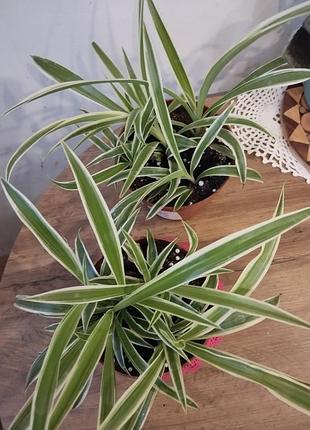 Хлорофитум, cllorophytum