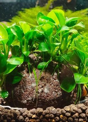 Аквариумное растение анубиас нана петит anubias barteri var. nana petite. маточный куст. на лавовей гальке.