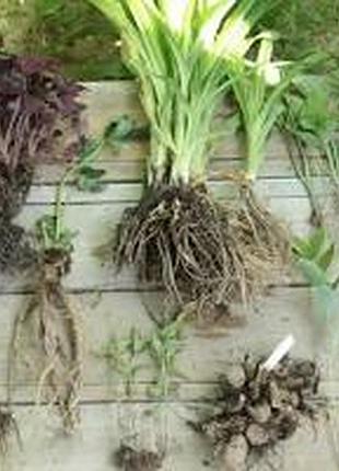 Золотарник (solidago) — корневище (4-5 ростков) 2