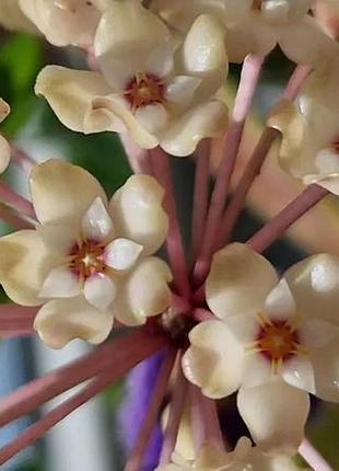 Хойя verticillata variegata, хойя вертициллата вариегатная, укоренённый черенок