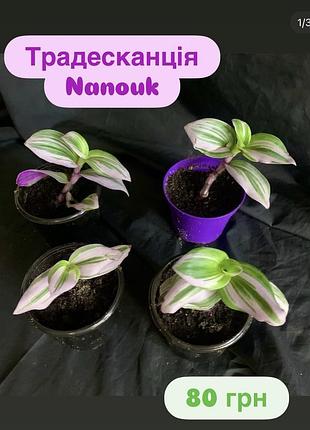 Традесканція nanouk