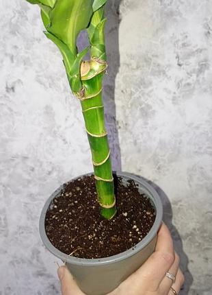 Драцена запашна (fragrans) 3