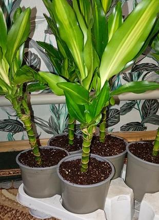 Драцена запашна (fragrans)