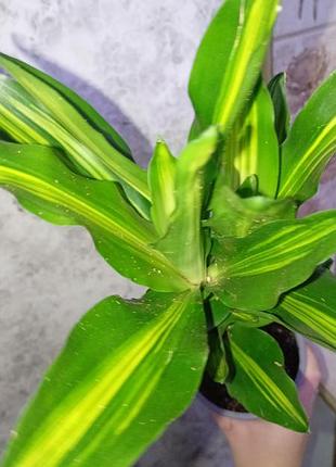 Драцена запашна (fragrans) 4