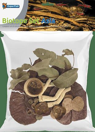 Листья катаппы biotope set asia (a4080455)