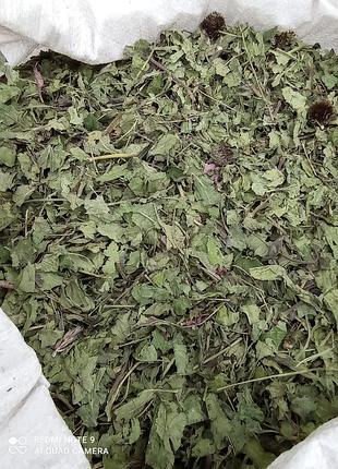 Ехінацея (трава з цвітом), 100г.