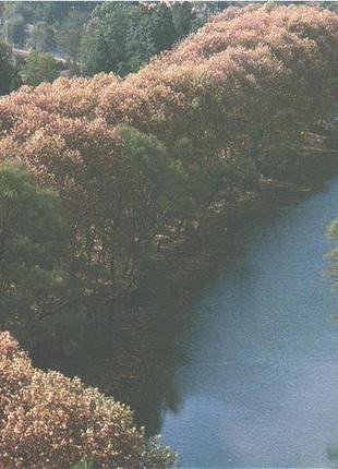 Открытка китайская autumn scene in huaxi morning glory press beijing china post card китай