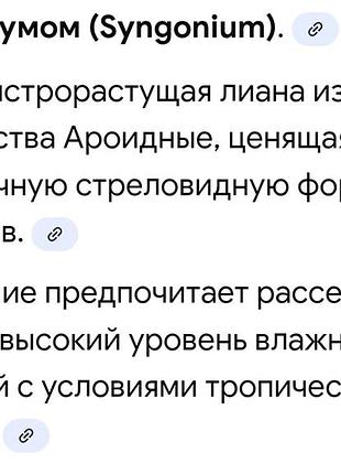 Сингониум -комнатное растение 2