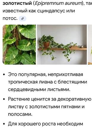 Сциндапсус -комнатное растение 2
