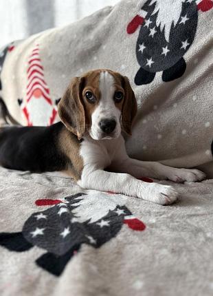 Цуценя бігль 4 міс 4