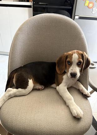 Цуценя бігль 4 міс 3