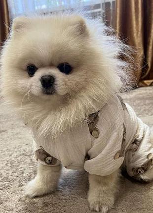 Dog style • летние комбинезоны для собак ml