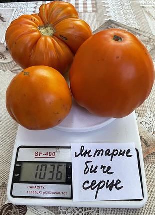 Насіння томату янтарне биче серце 15шт, колекційні насіння помідорів , семена томатов