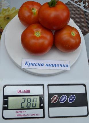 Насіння томату красна шапочка 15шт, колекційні насіння помідорів , семена томатов