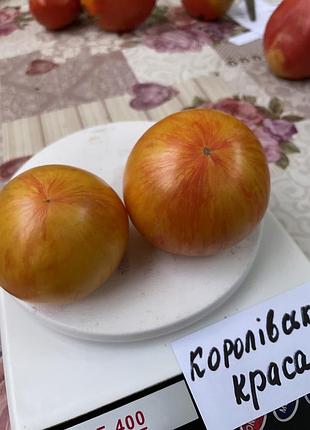 Насіння томату королівська красота 15шт, колекційні насіння помідорів , семена томатов
