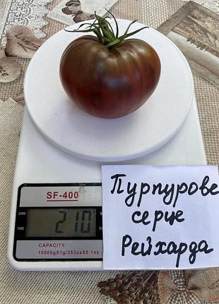 Насіння томату пурпурове серце рейхарда 15шт, колекційні насіння помідорів , семена томатов
