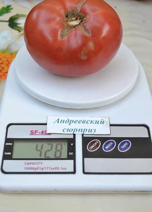 Насіння томату андреевский сюрприз 15шт, колекційні насіння помідорів , семена томатов