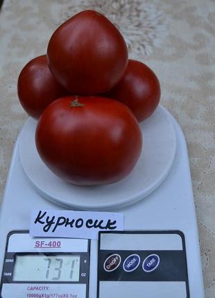 Насіння томату курносик 15шт, колекційні насіння помідорів , семена томатов