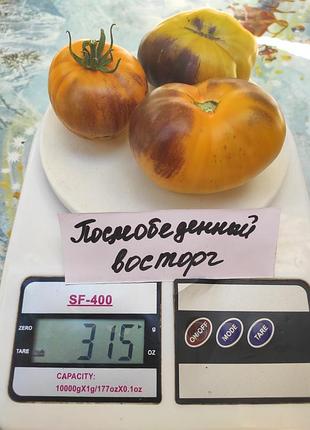 Насіння томату послеобеденный восторг 15шт, колекційні насіння помідорів , семена томатов