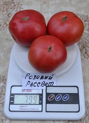 Насіння томату розовый рассвет 15шт, колекційні насіння помідорів , семена томатов