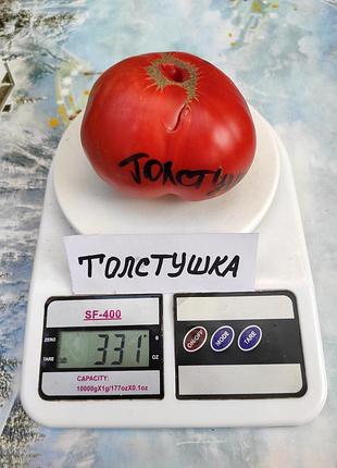 Насіння томату толстушка 15шт, колекційні насіння помідорів , семена томатов